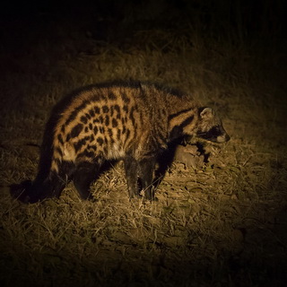 South Luangwa - Civet